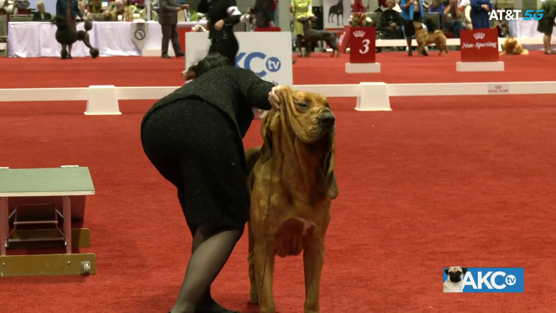 AKC.TV Best in Show