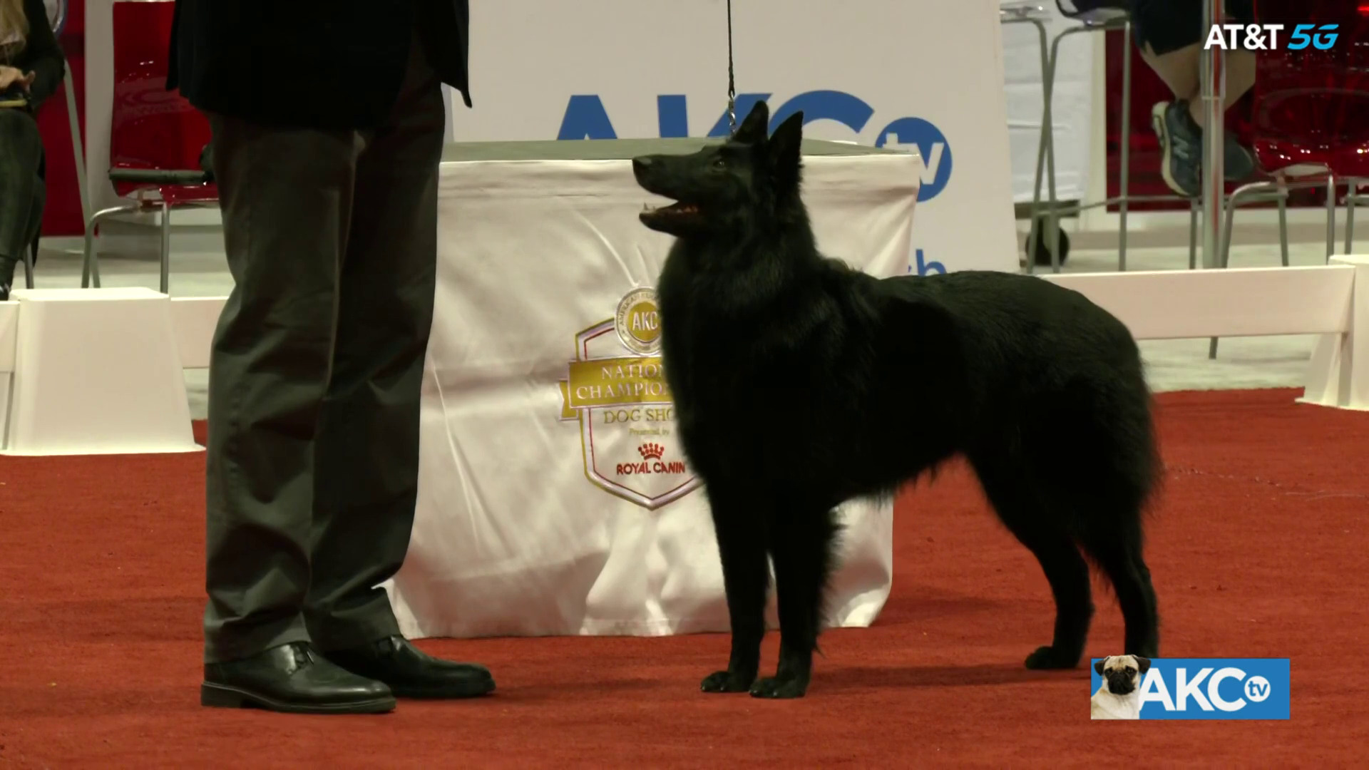 AKC.TV Best in Show