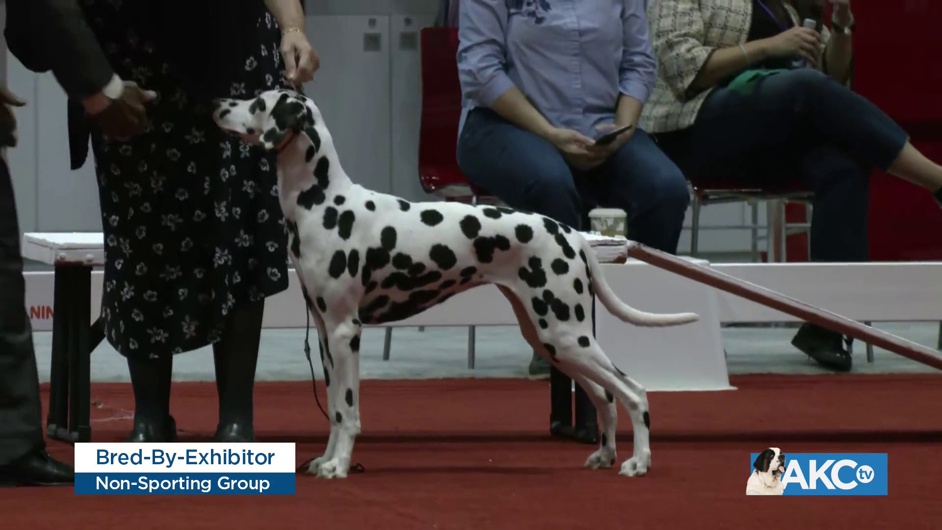 AKC.TV BredbyExhibitor NonSporting Group