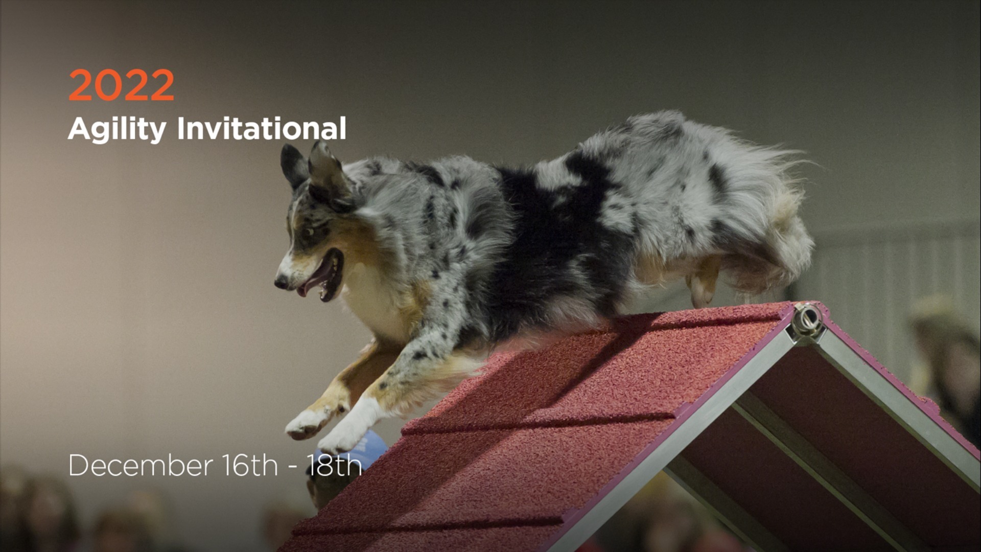 Akc Agility National Qualifications