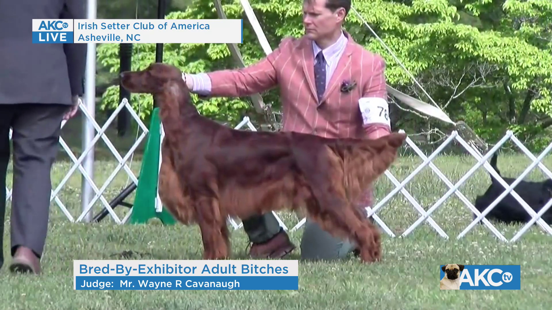 Bred-By-Exhibitor Adult Bitches | AKC.tv