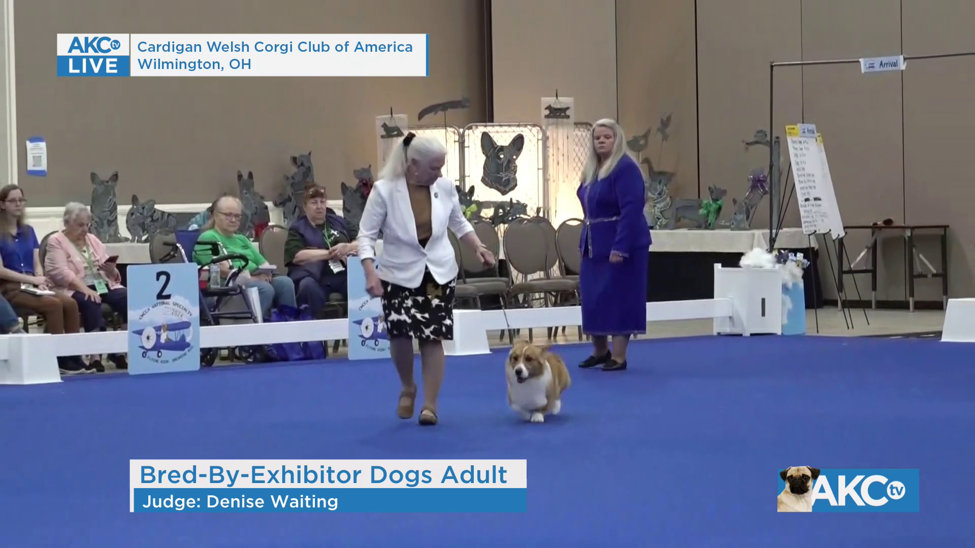 Bred-By-Exhibitor Dogs Adult