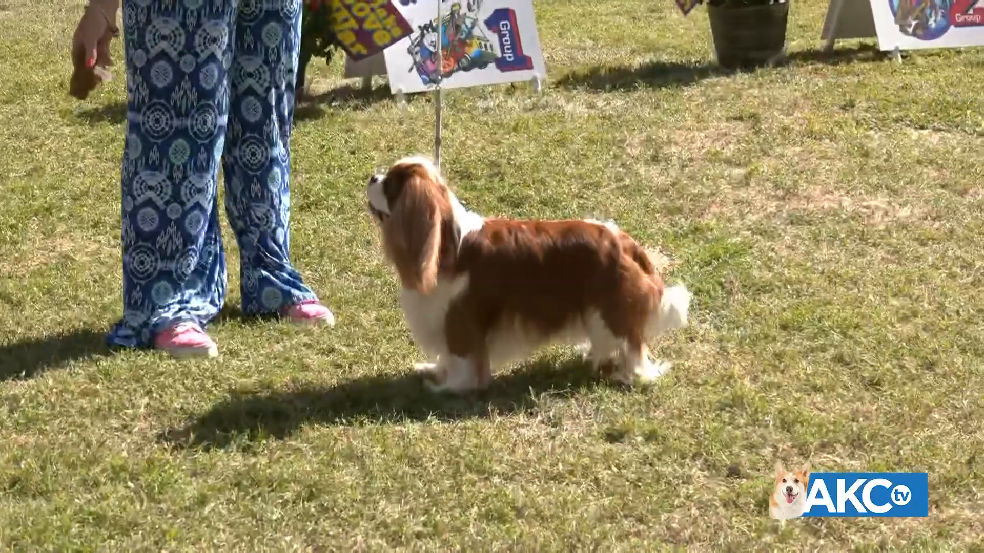 2024 Woofstock Dog Show Full Show AKC.tv