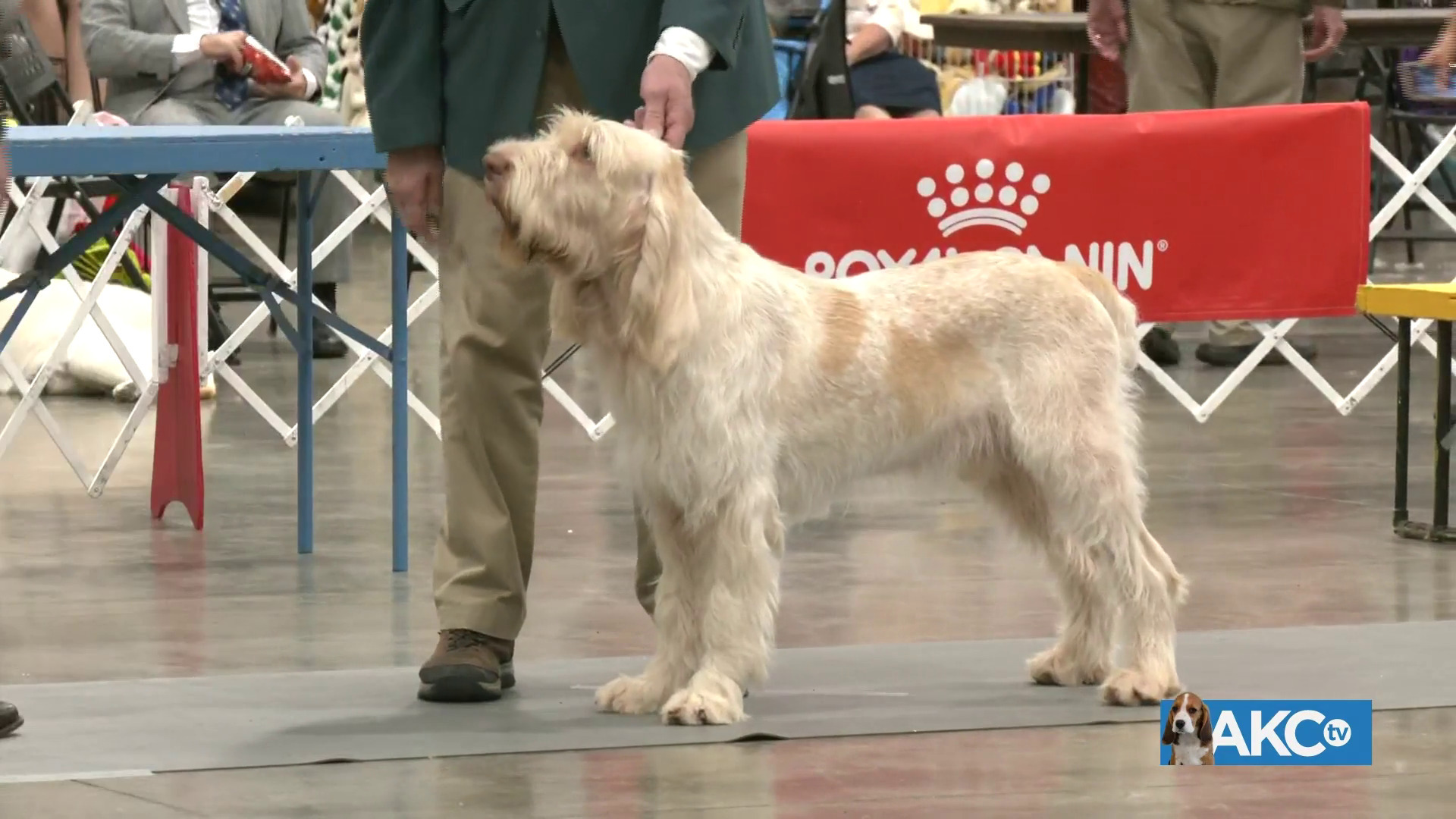 2023 Greeley Kennel Club Full Show AKC.tv