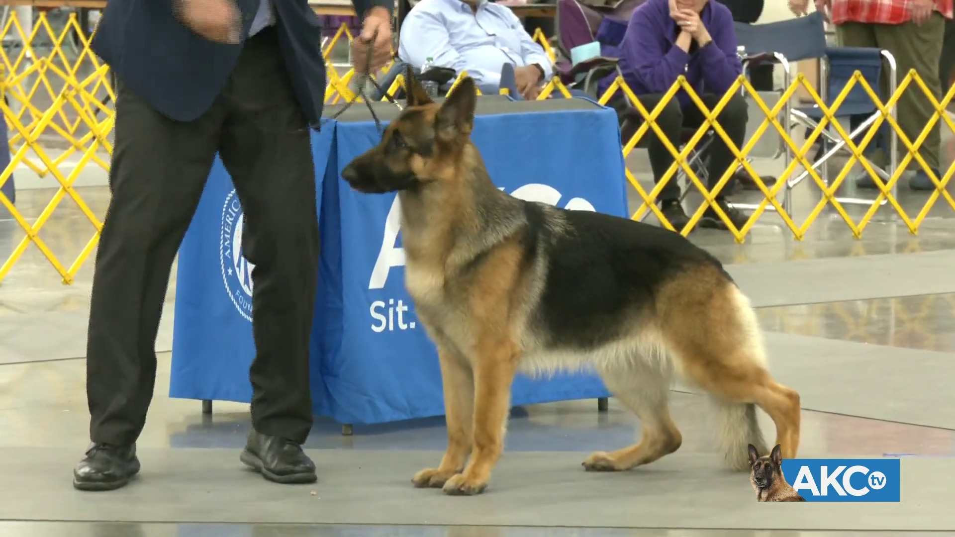 Best in Show AKC.tv