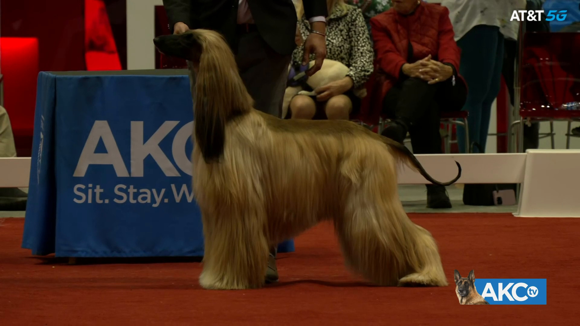 Best in Show AKC.tv