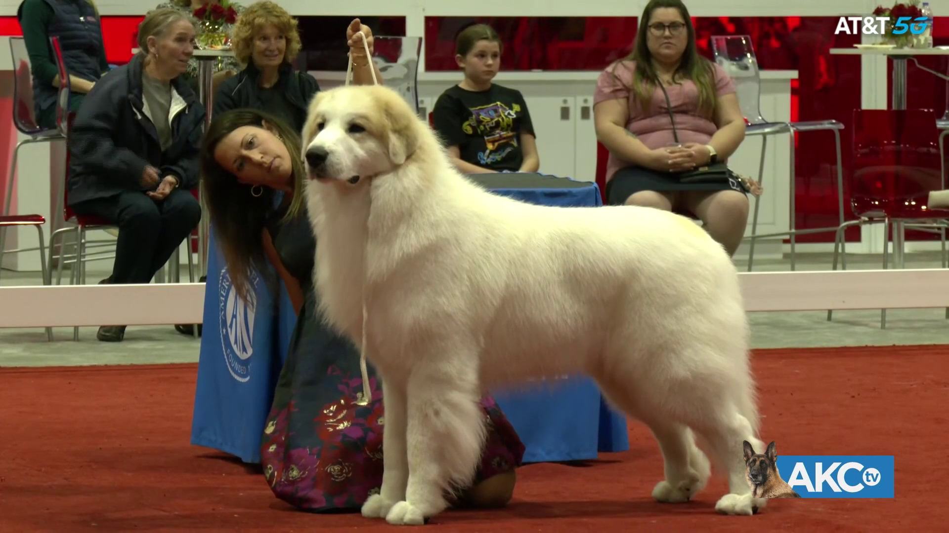 Best in Show AKC.tv