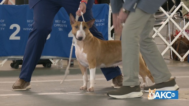 2024 Lone Star State Classic - Full Show Saturday | AKC.tv