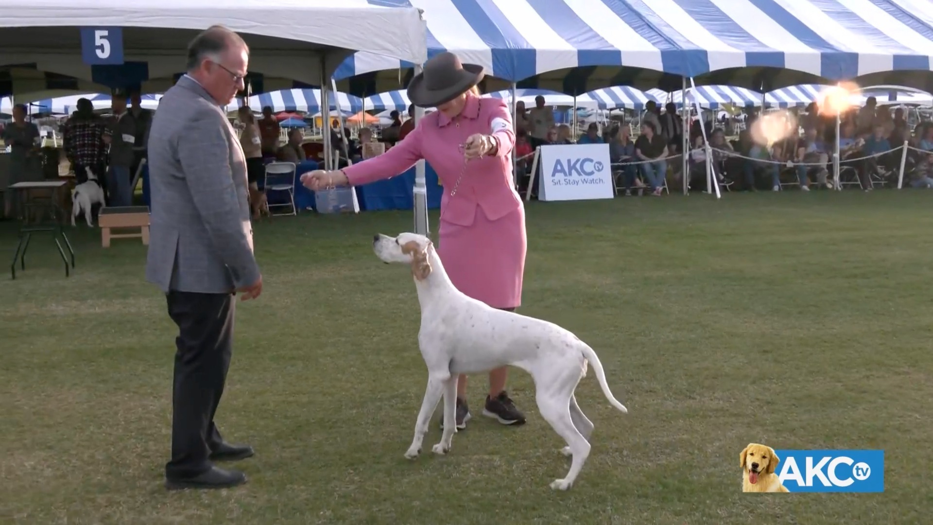 Full Show Saturday AKC.tv