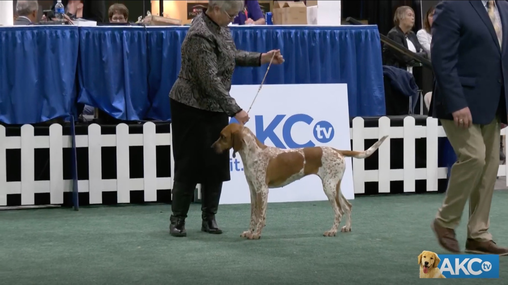 Hound Group AKC.tv
