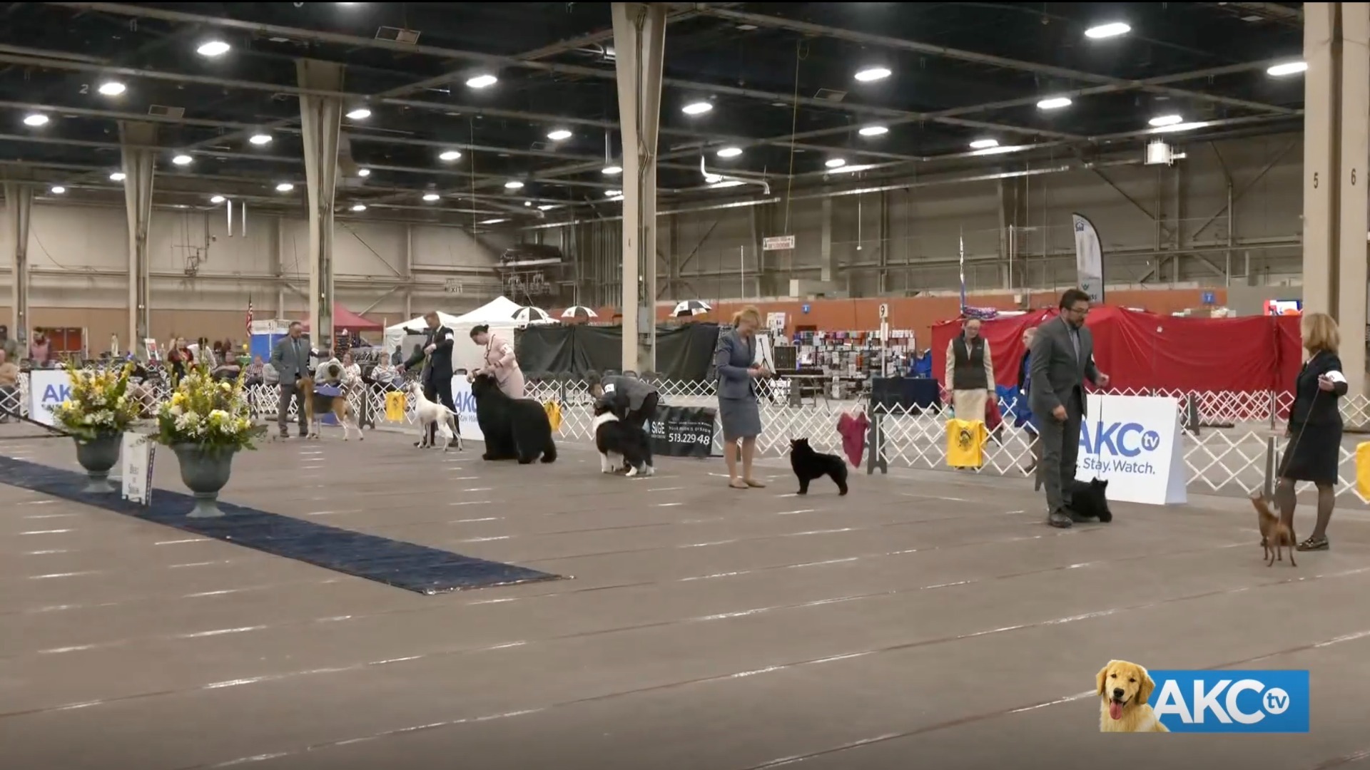 Best in Show AKC.tv