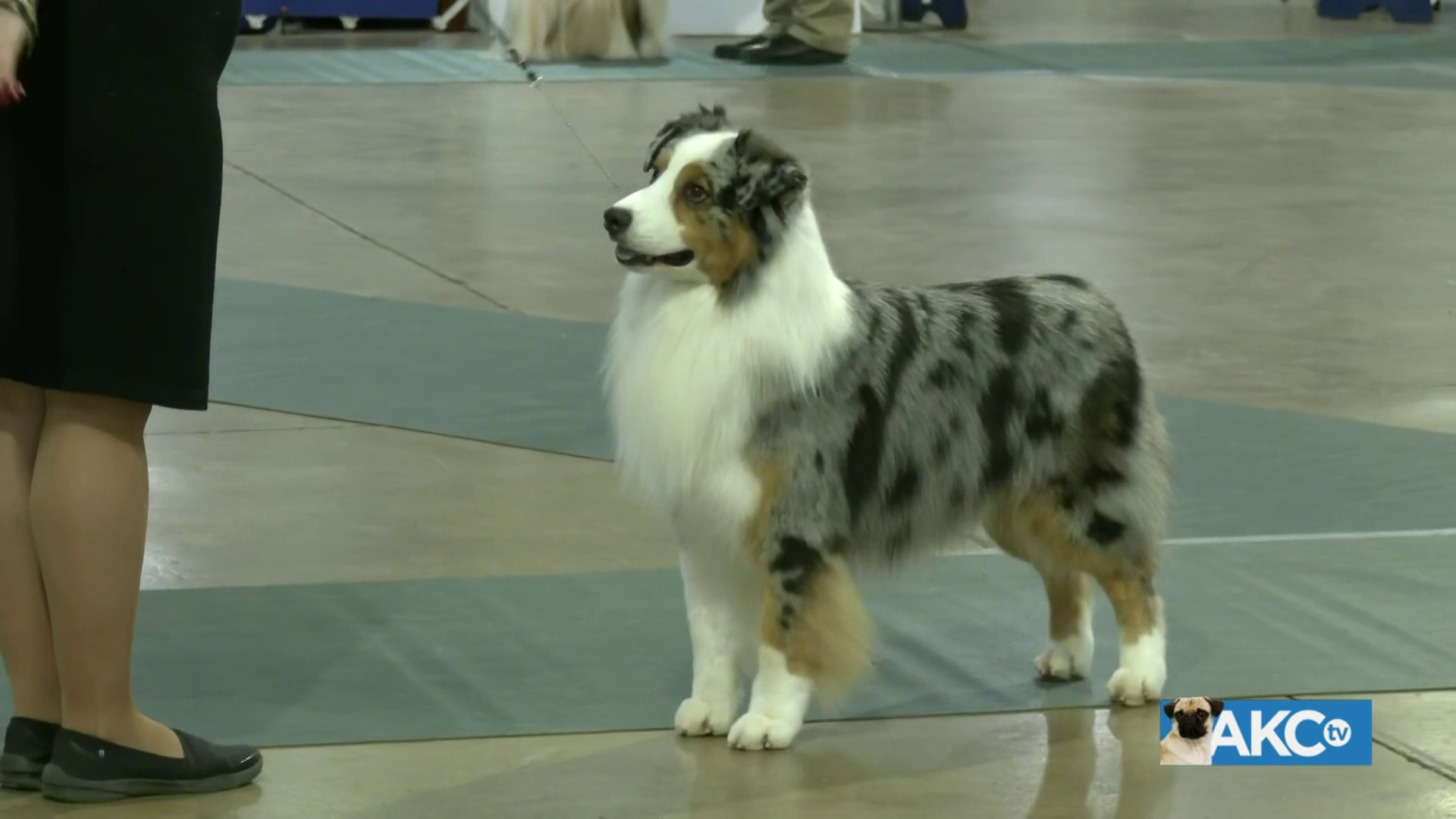 Best in Show AKC.tv