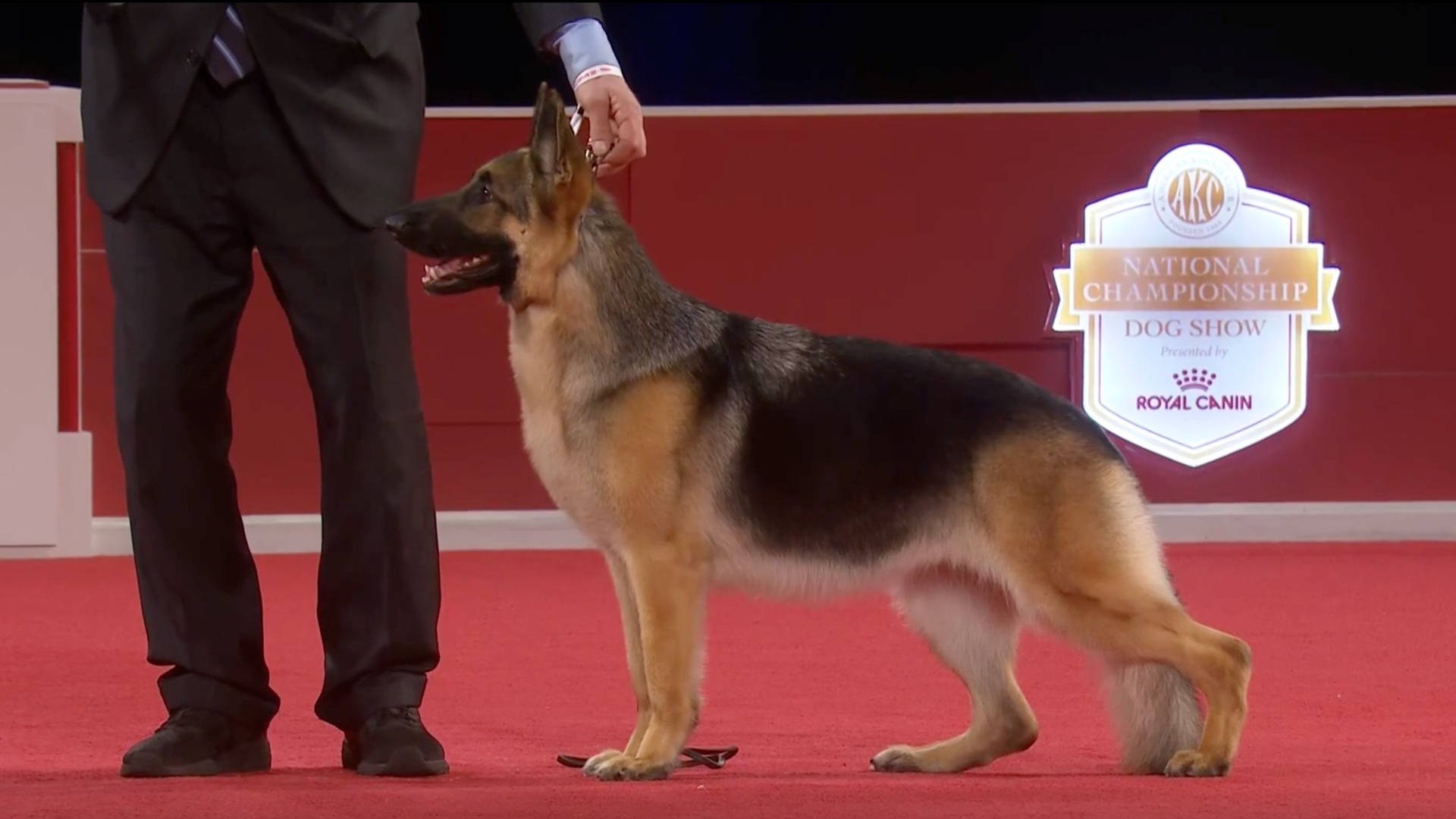 Best in Show at the National Dog Competition