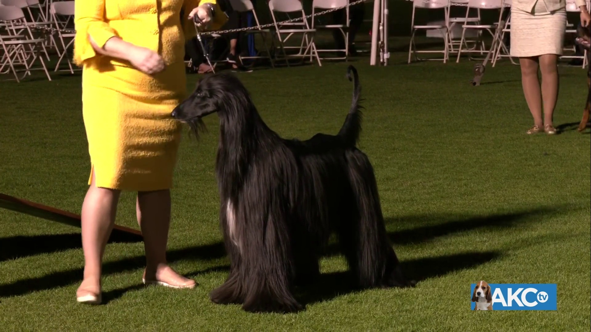 Best in Show Sunday AKC.tv