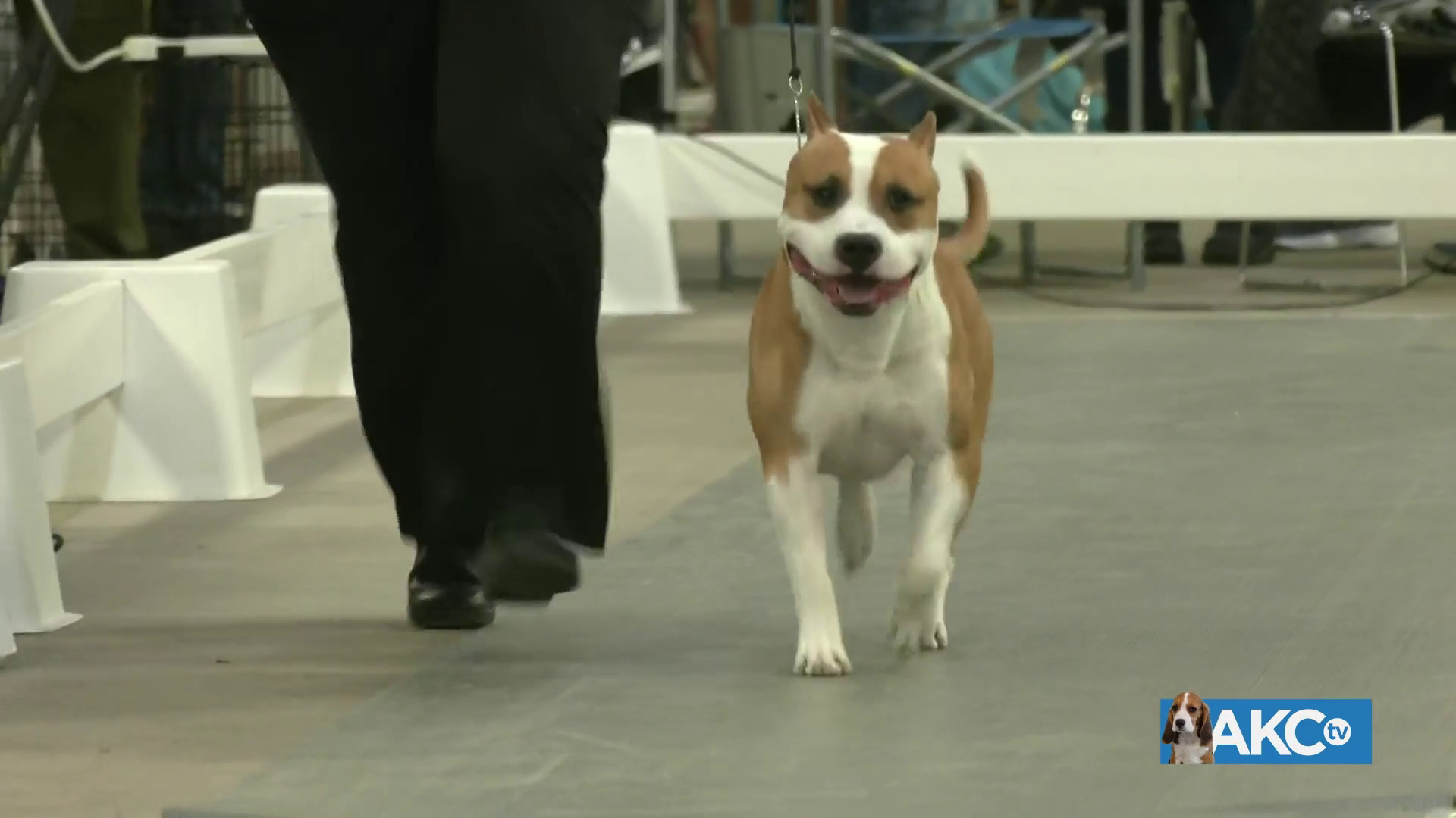 Terrier Group AKC.tv
