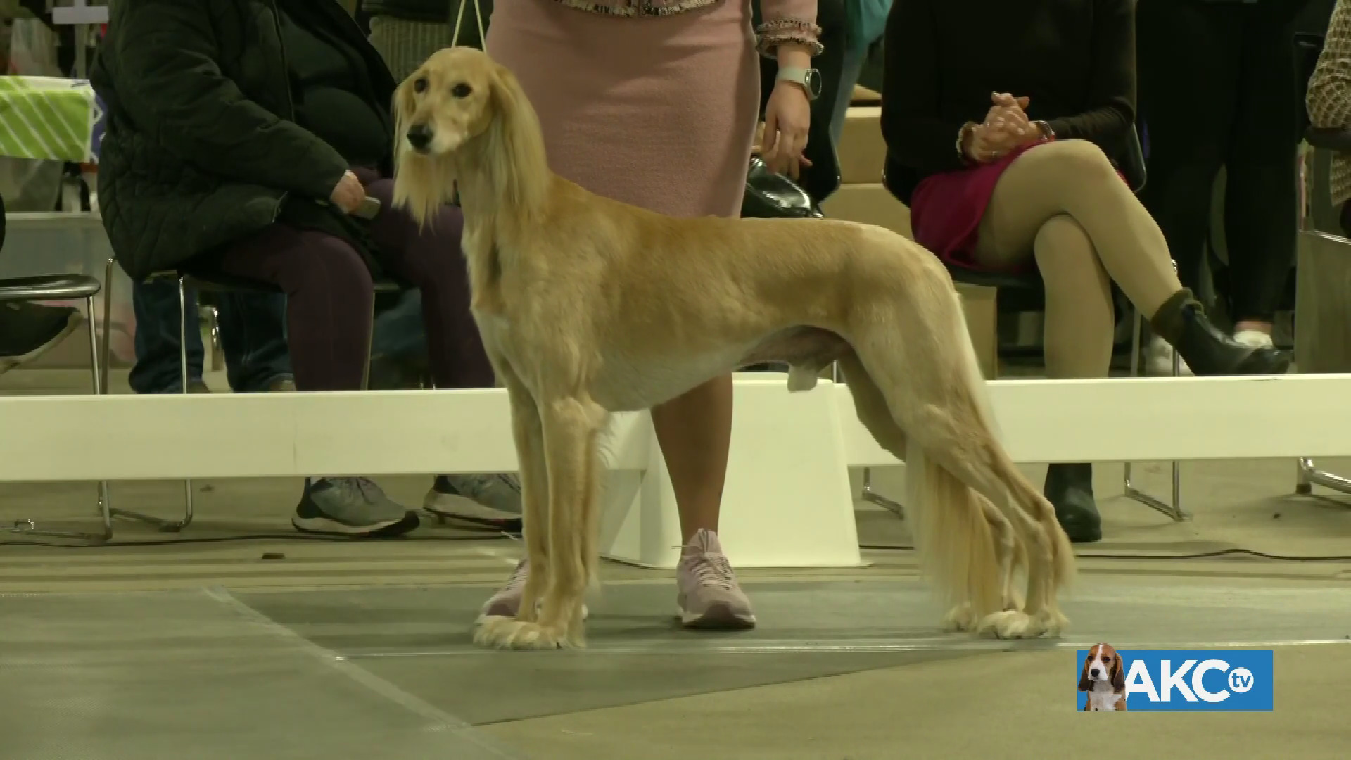 Best in Show AKC.tv