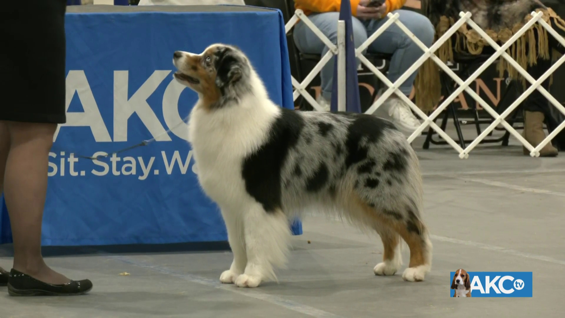 Best in Show AKC.tv