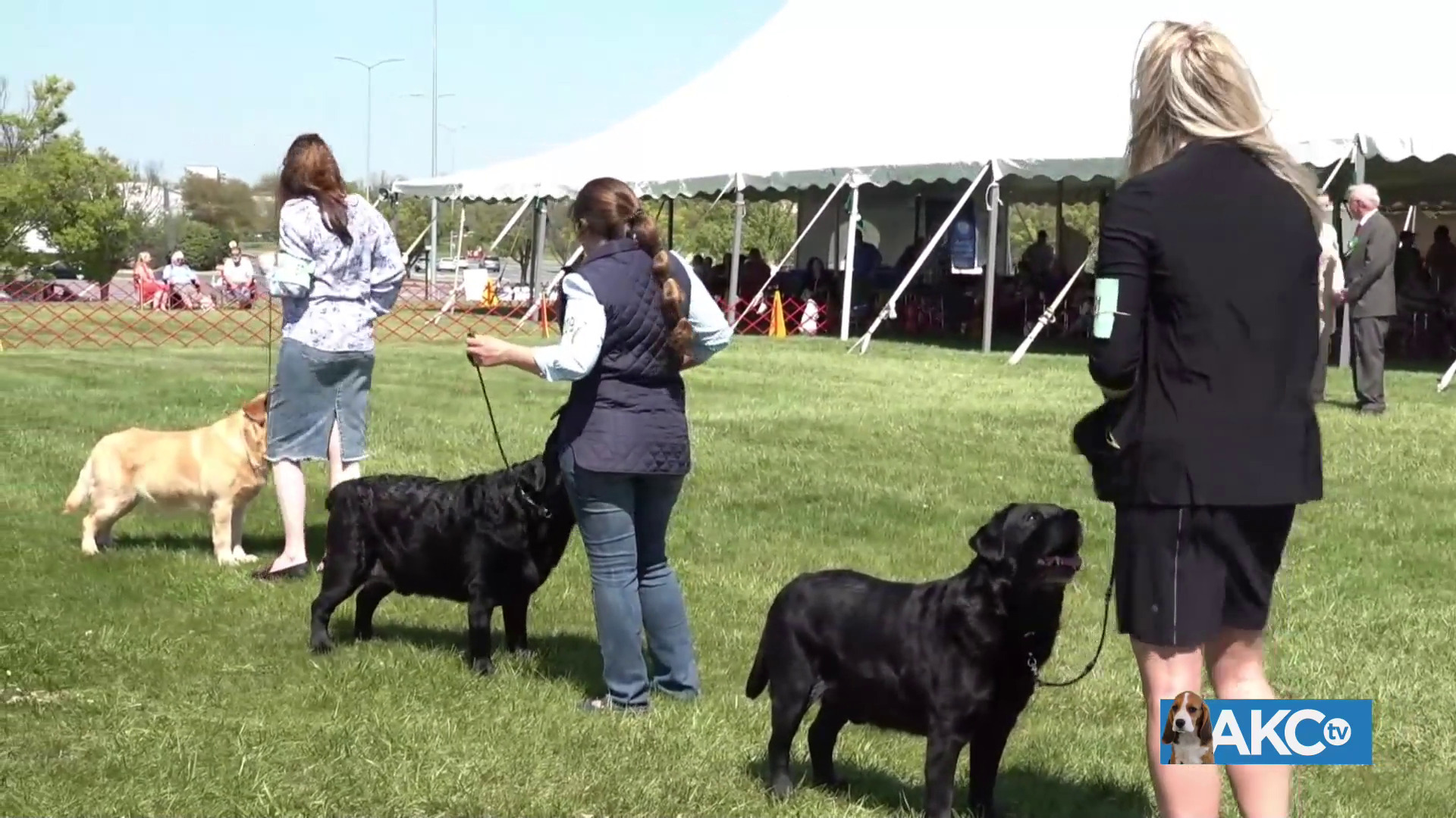 Best in Sweepstakes AKC.tv