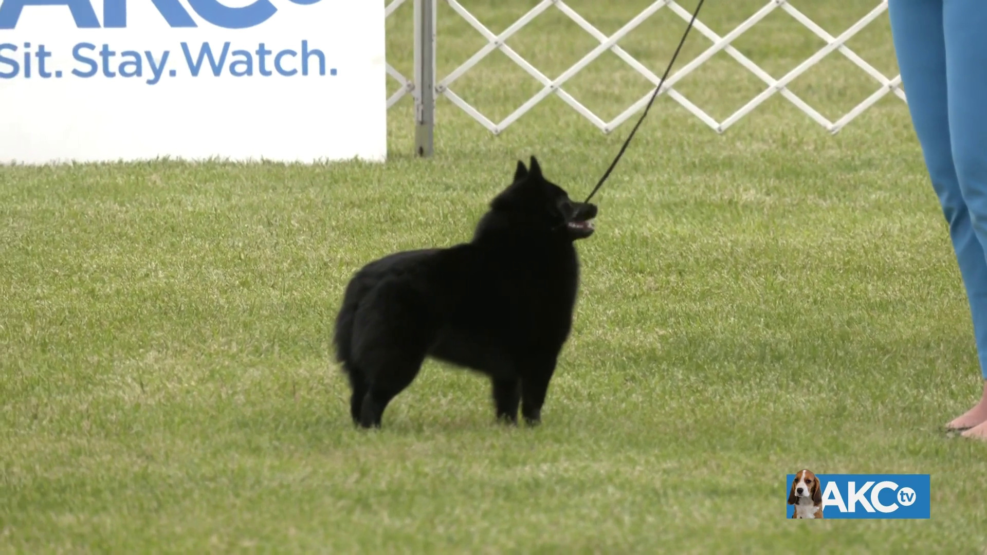 Best in Show AKC.tv