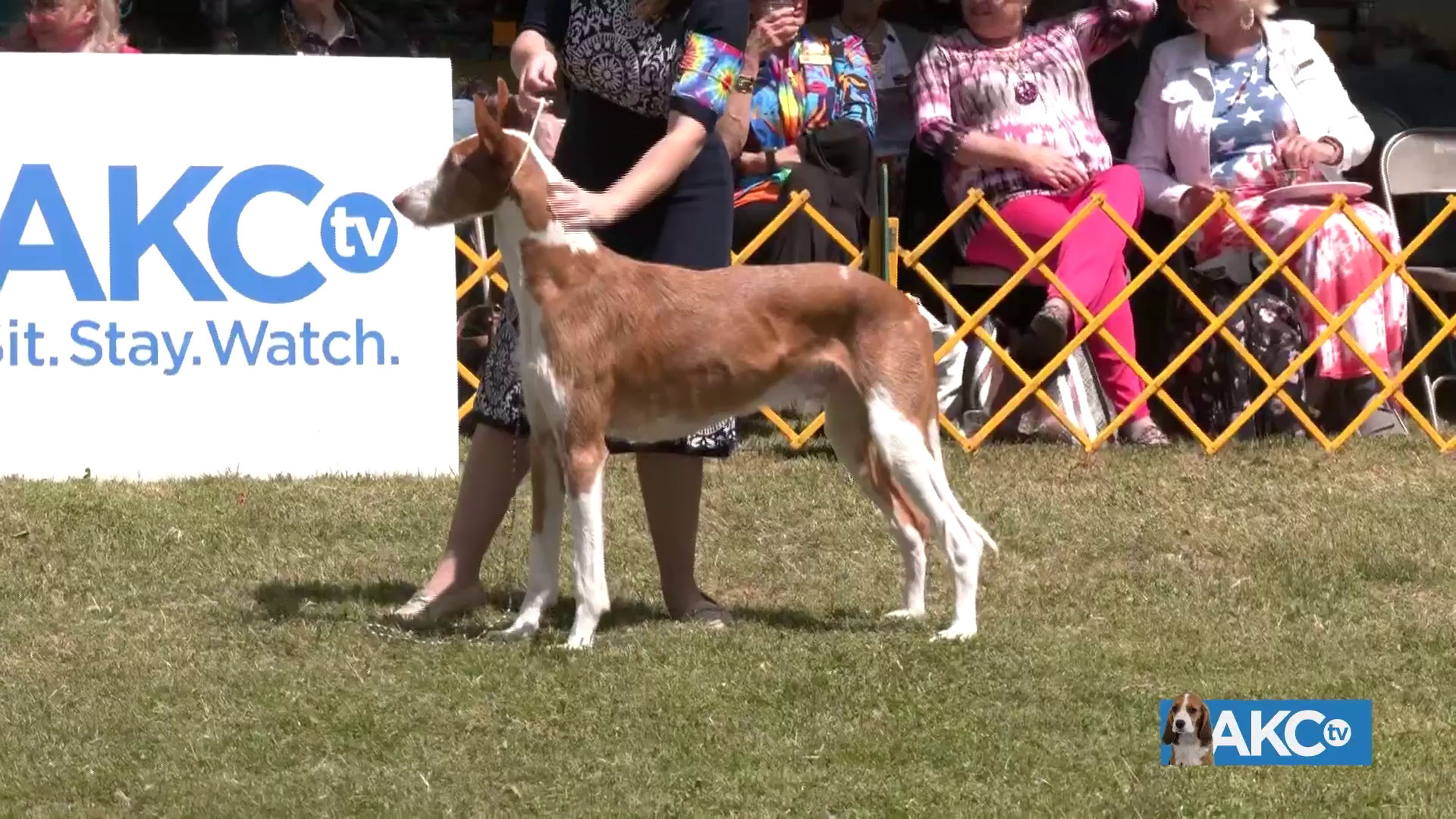 2023 Woofstock - Full Show Friday | AKC.tv