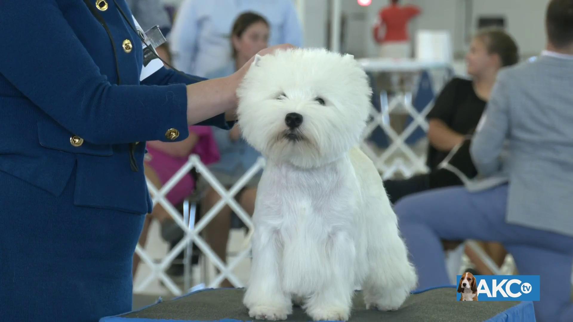 Best in Show Friday AKC.tv