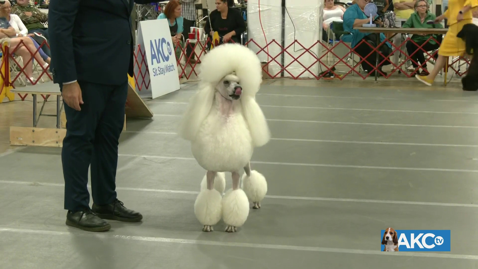 Best In Show AKC.tv