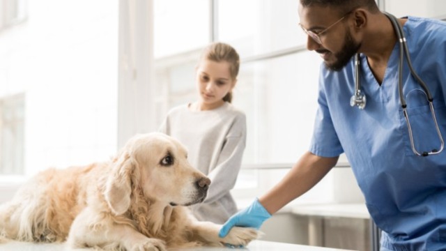 Artificial Intelligence in Pet Care | AKC.tv