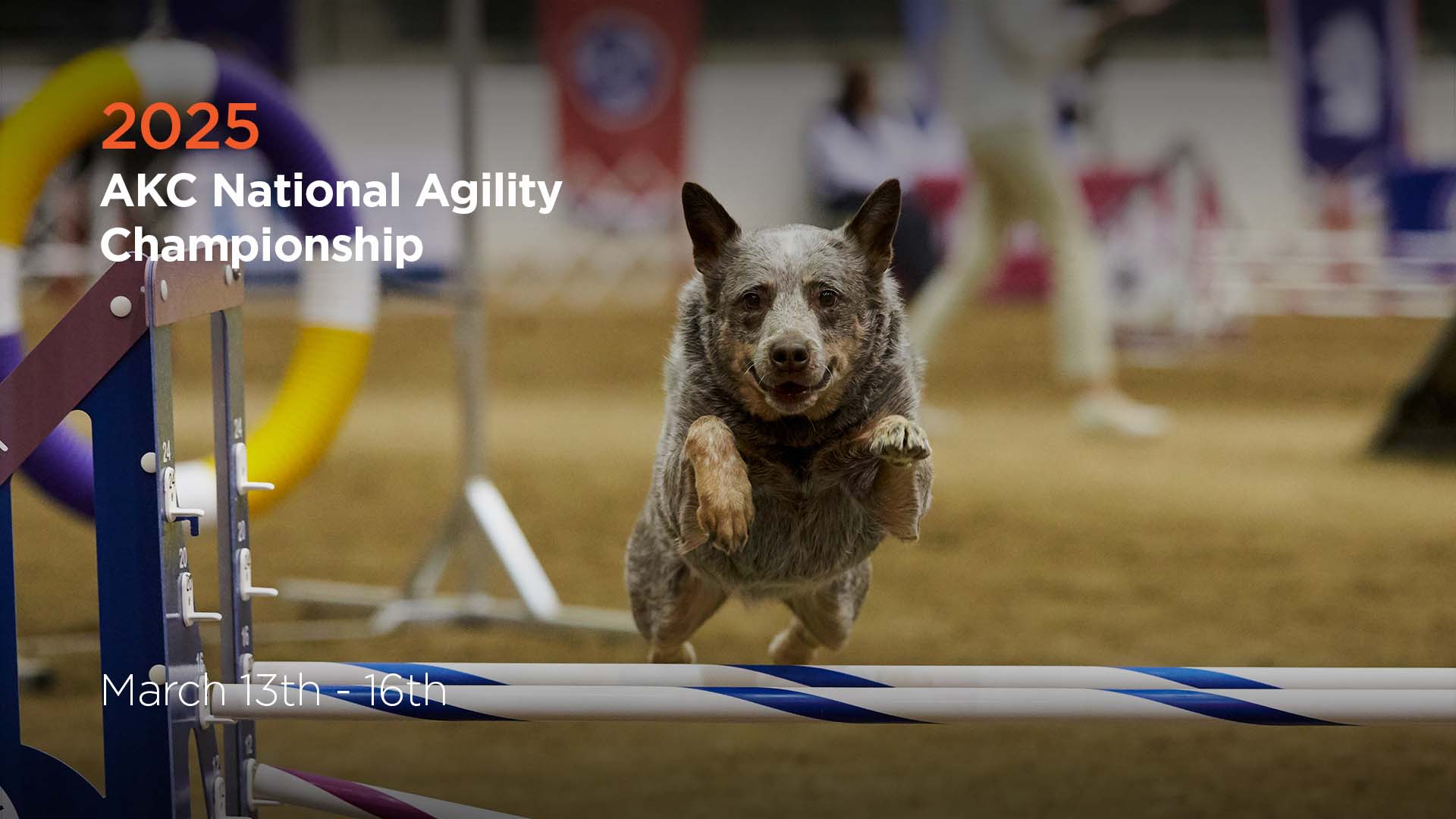 Agility Ring 6 | AKC.tv