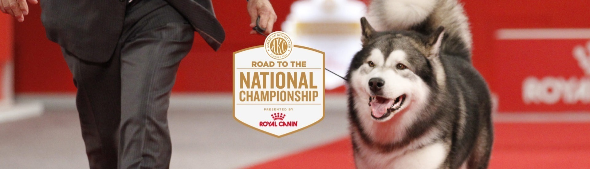 2023 AKC Road To The National Championship AKC.tv