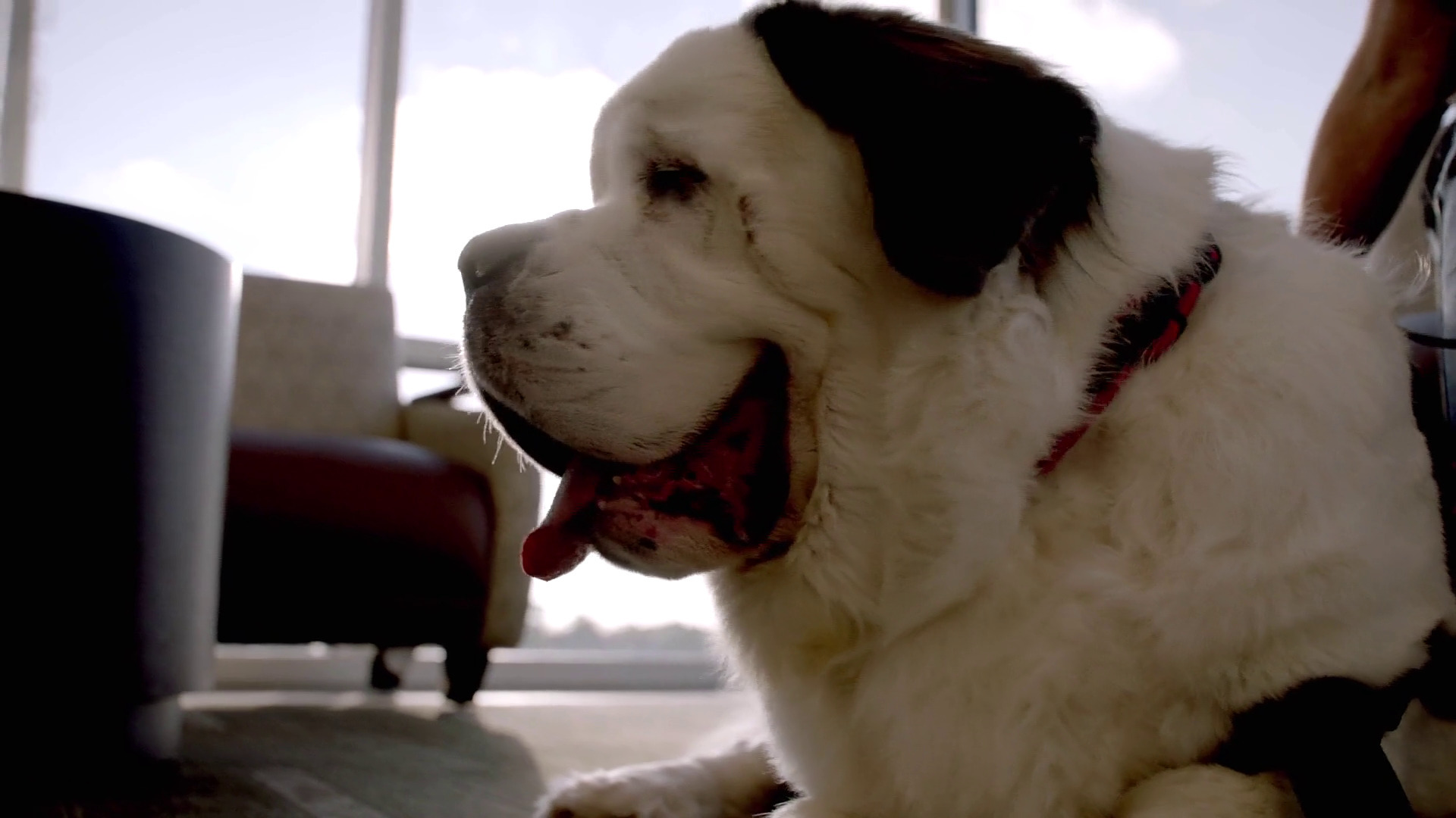 2023 ACE Therapy Dog AKC.tv