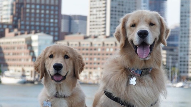 These are the top ten dog-friendly places to eat across Lancashire,  according to Trip Advisor