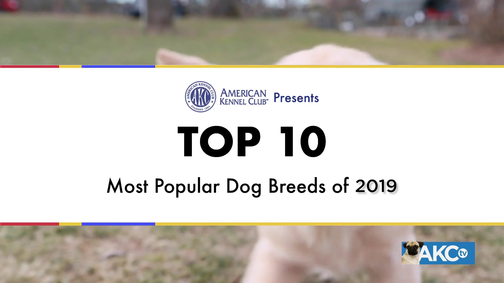 Number one dog breed hot sale 2019