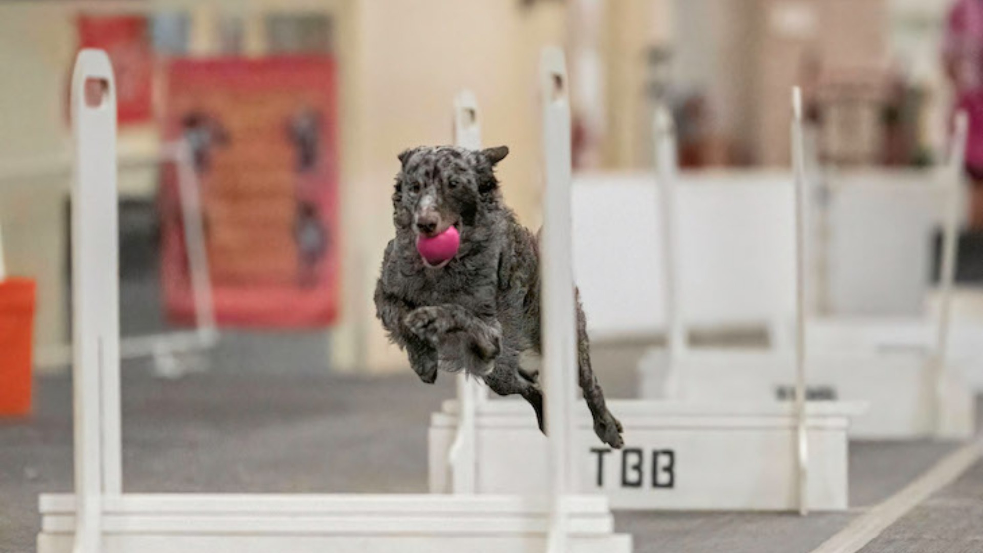 Akc Flyball Dog Challenge 2025