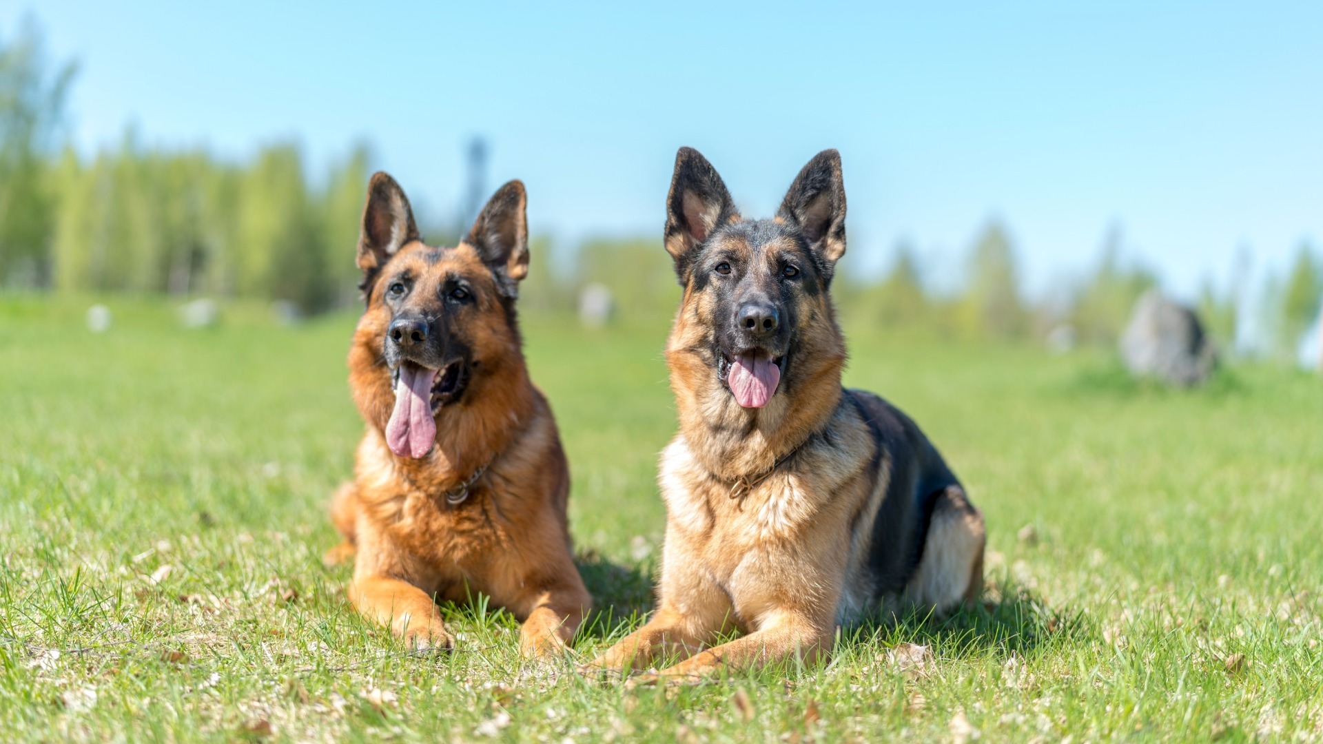 German Shepherd Dog & Poodle are Top Five Most Popular Dog Breeds | AKC.tv