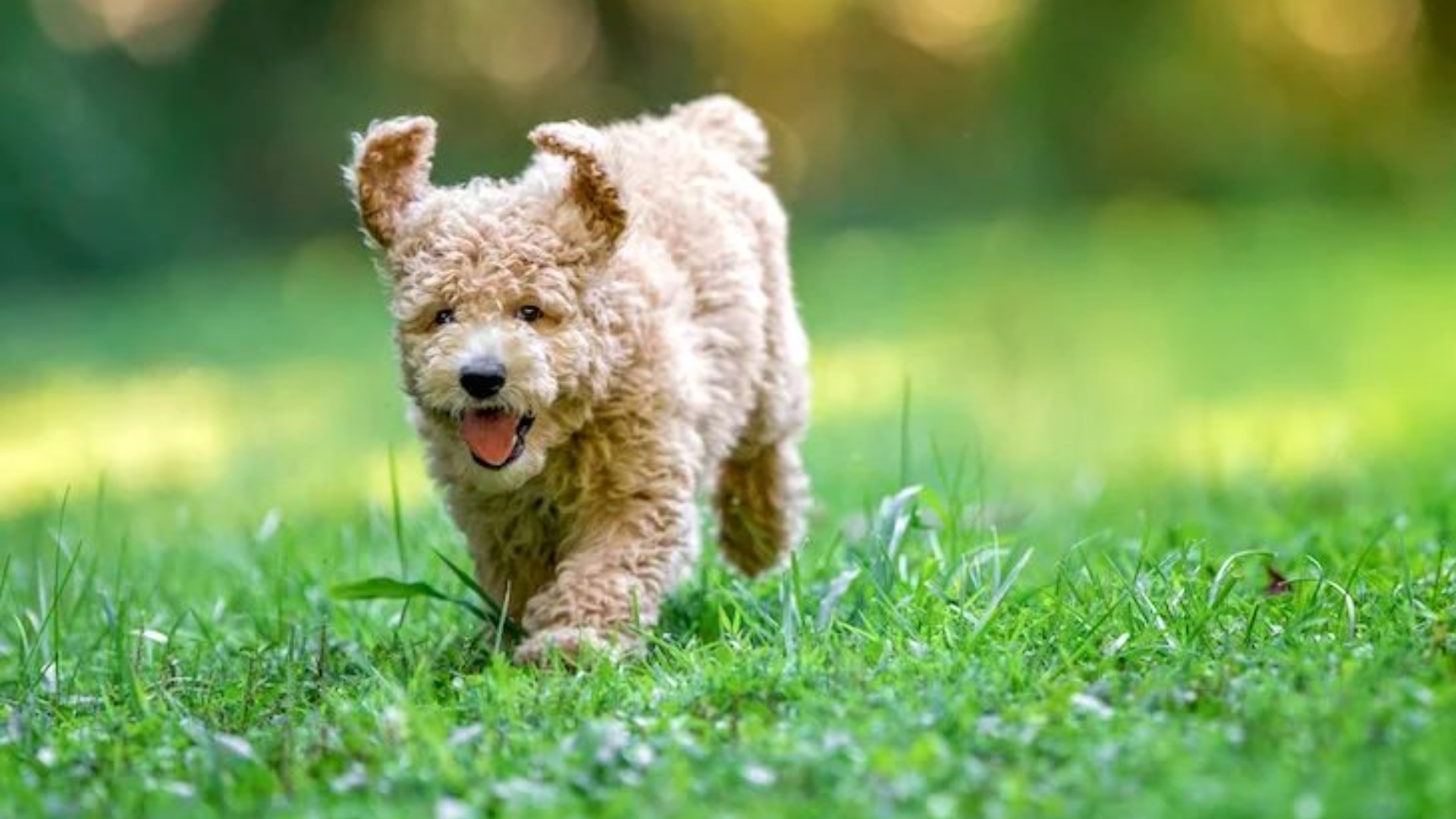 Teaching a Pair of Red Toy Poodles Basic Commands to Boost their  Confidence: Dog Gone Problems