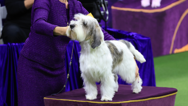 Capitals pup, Captain, attends final game as team dog