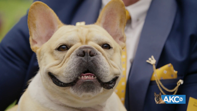 Peke, Frenchie, Aussie and, yes, PBGV make dog show finals – WABE