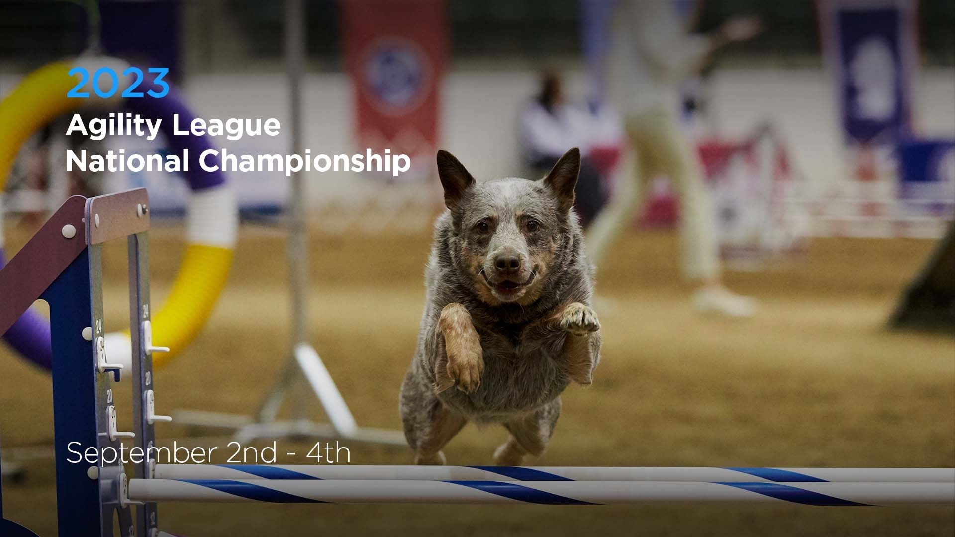 2023 Agility League National Championship AKC.tv