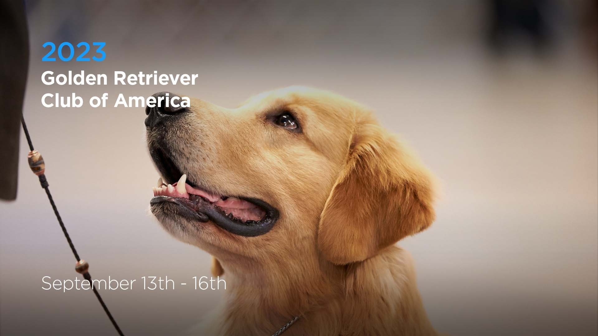 Golden retriever shop club of america