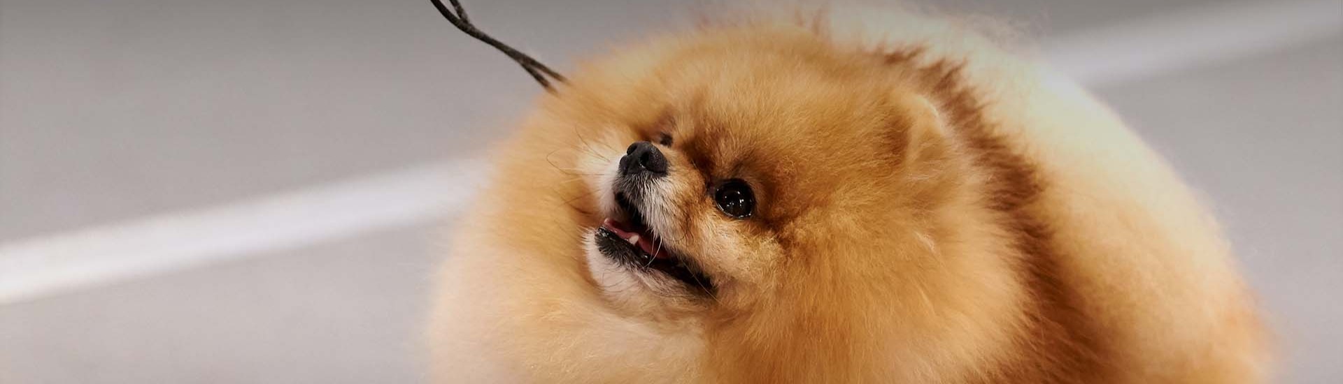 2023 Kennesaw Kennel Club AKC.tv