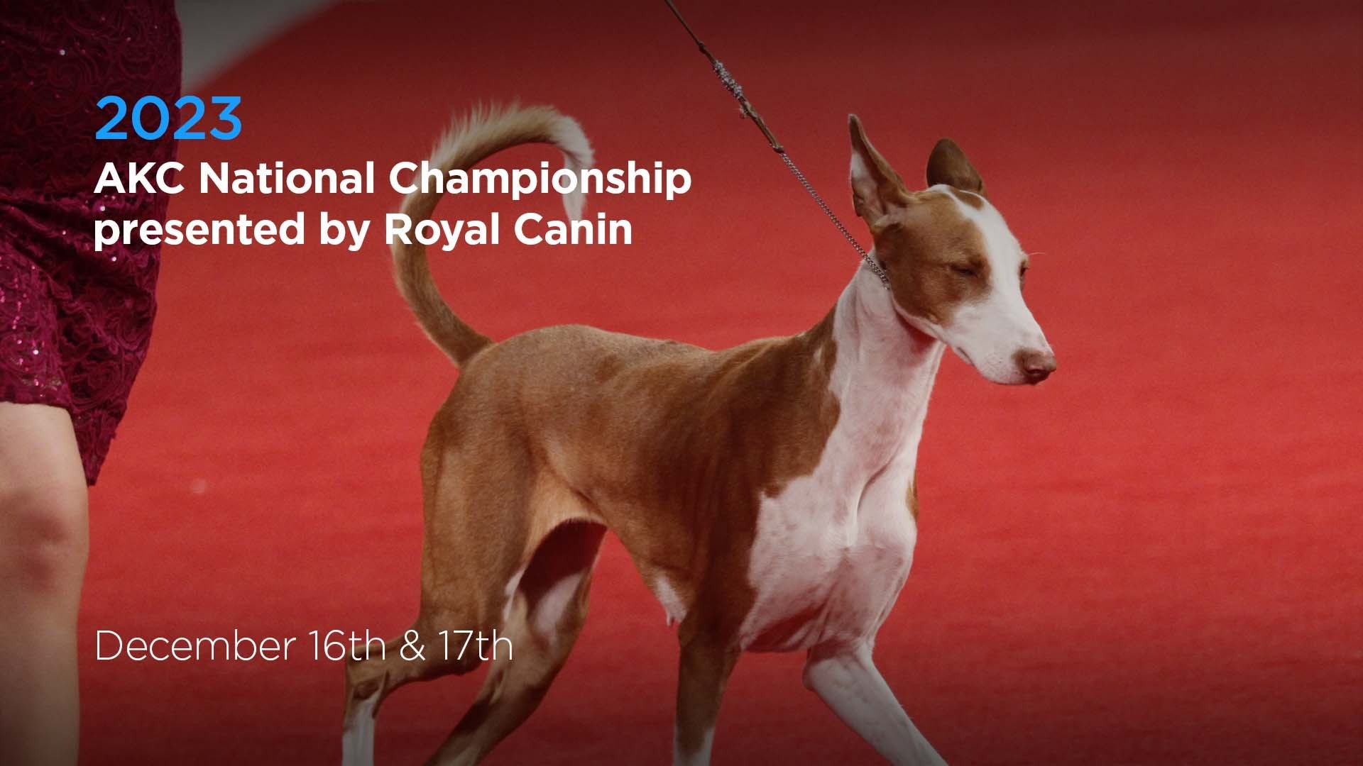 2023 AKC National Championship presented by Royal Canin AKC.tv