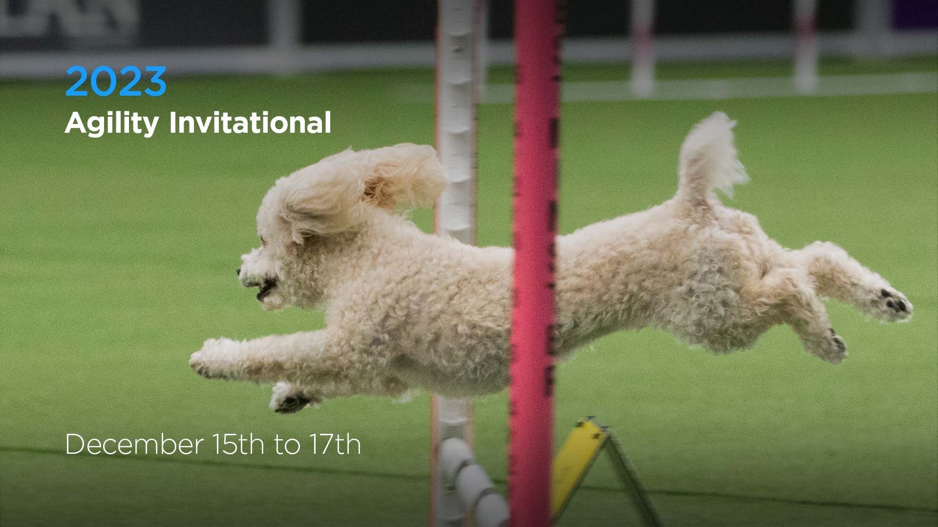 2023 Agility Invitational AKC.tv