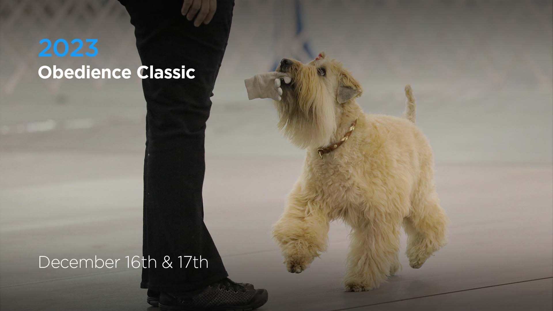 2023 Obedience Classic | AKC.tv