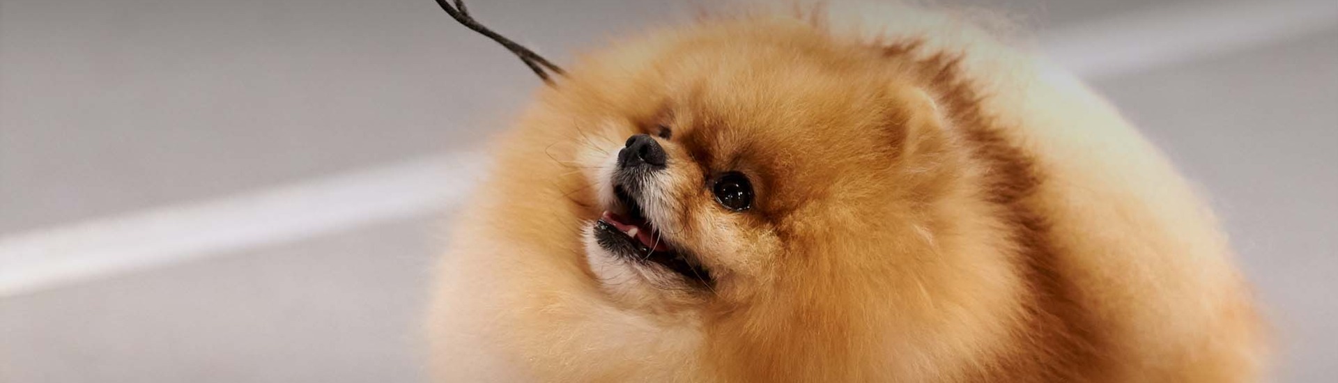 2024 Hoosier Kennel Club AKC.tv