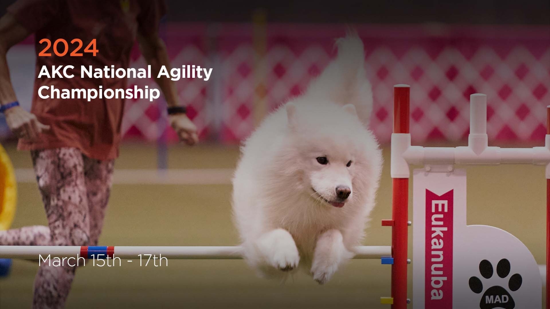 2024 AKC National Agility Championship AKC.tv