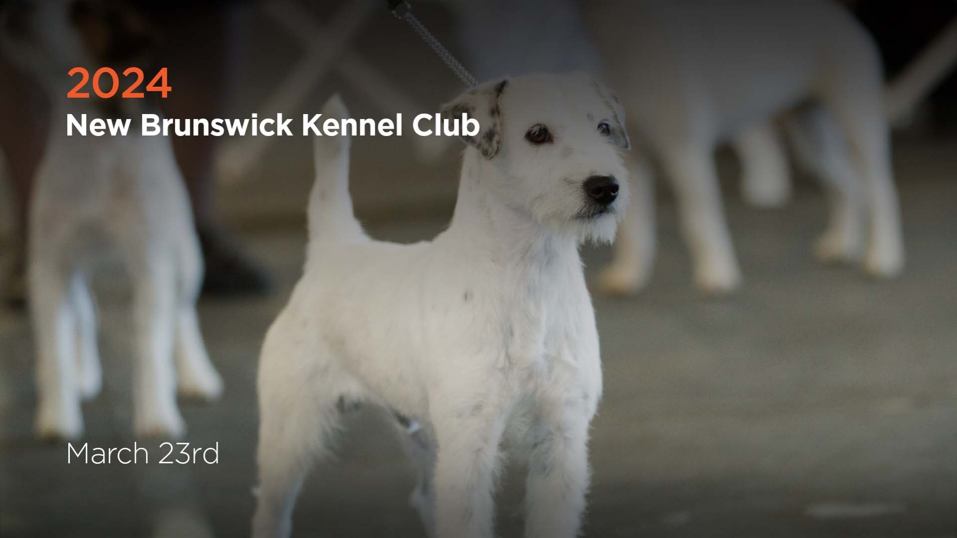 2024 New Brunswick Kennel Club AKC.tv