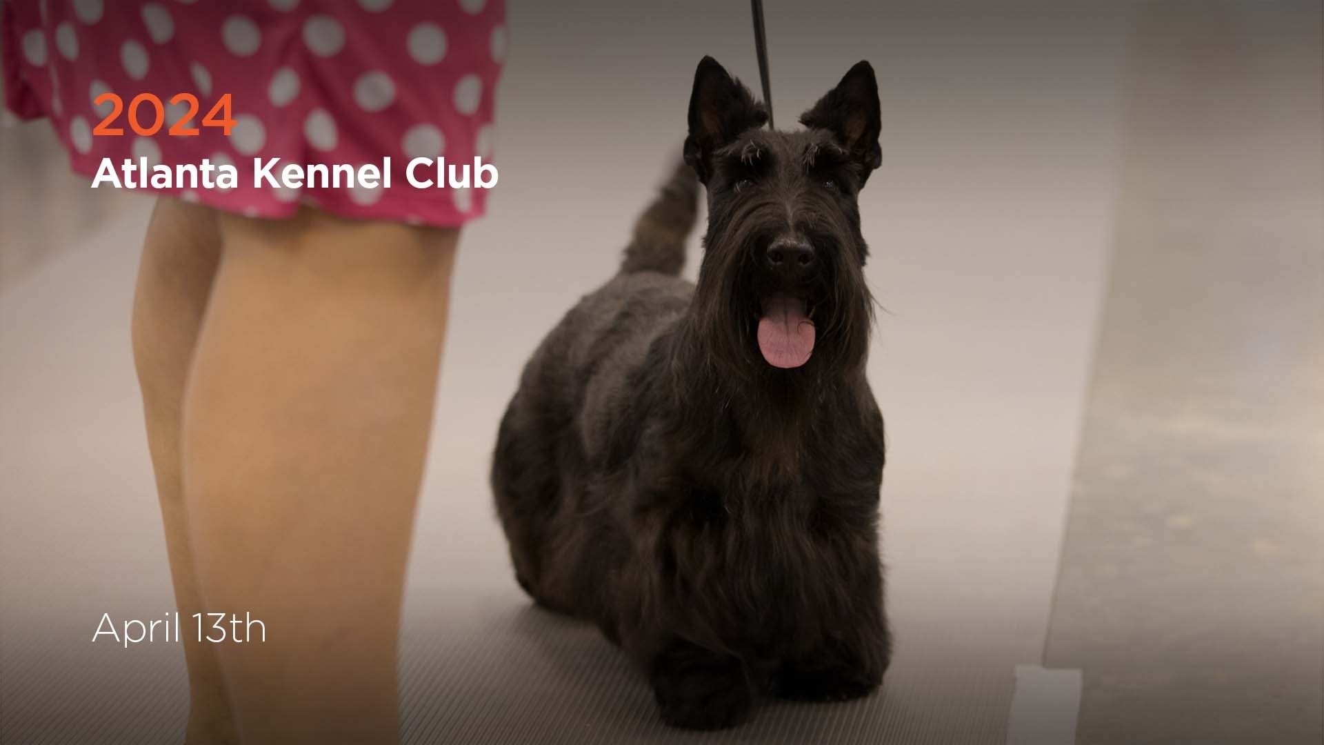 2024 Atlanta Kennel Club AKC.tv