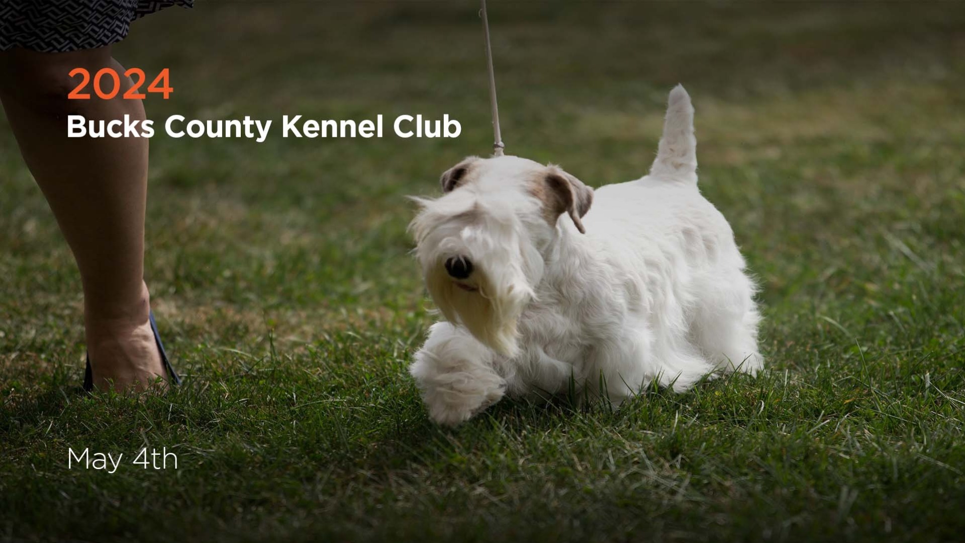 2024 Bucks County Kennel Club AKC.tv