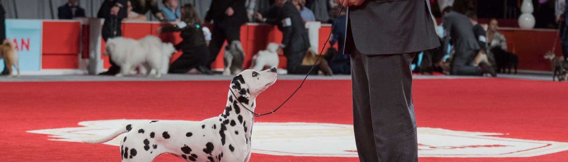 2024 Dalmatian Club of America | AKC.tv