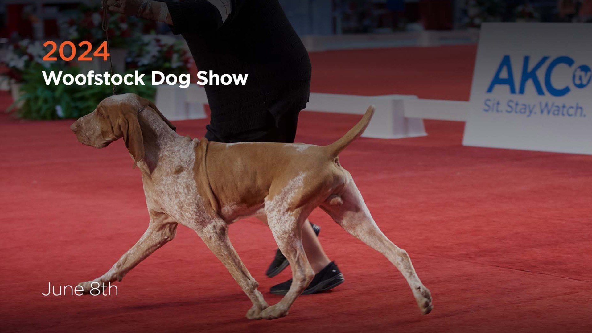 2024 Woofstock Dog Show AKC.tv